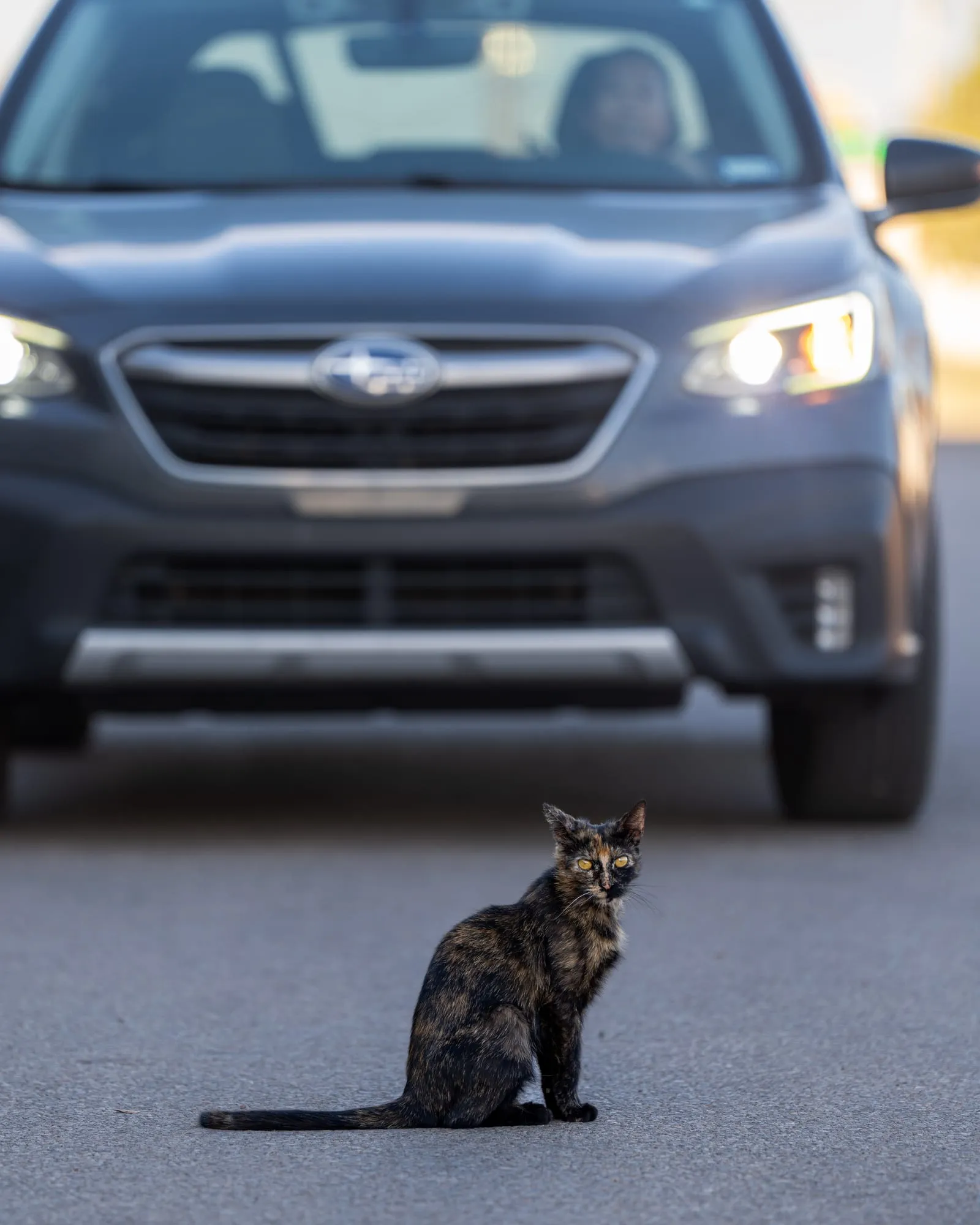 Cat in the road