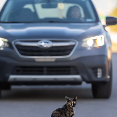 Cat in the road