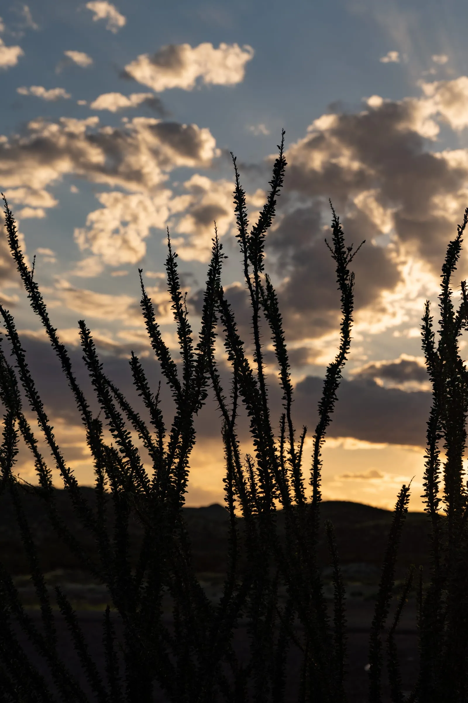 Ocotillo Silhouettes Against a Sunset Sky