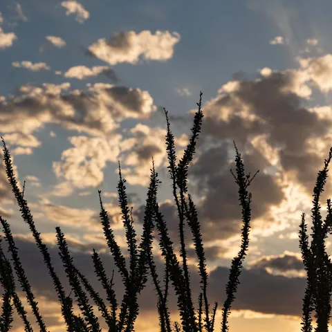 Ocotillo Silhouettes Against a Sunset Sky