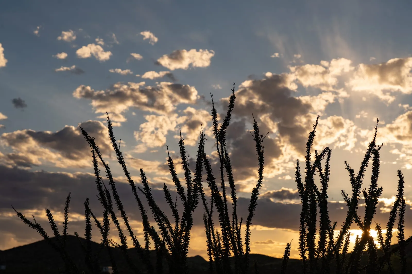 Ocotillo Silhouettes at Sunset, West Texas