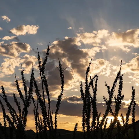 Ocotillo Silhouettes at Sunset, West Texas