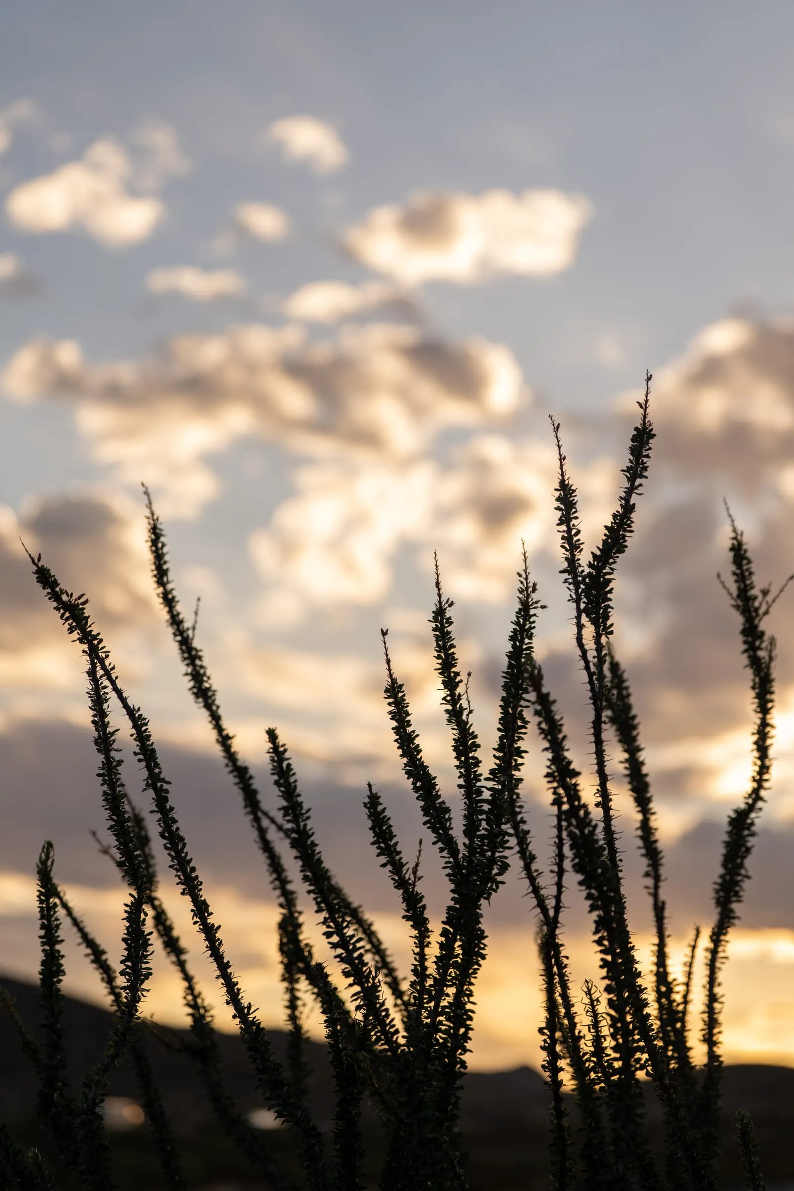 West Texas Landscape