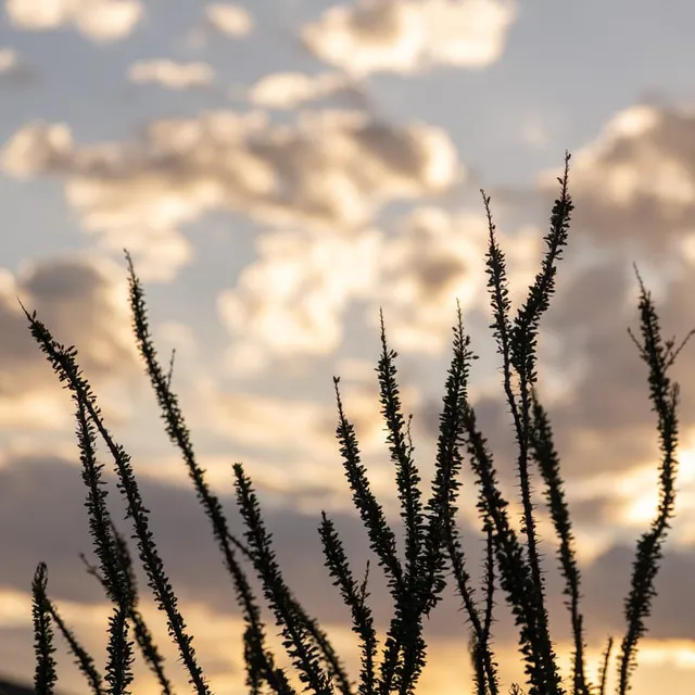 West Texas Landscape