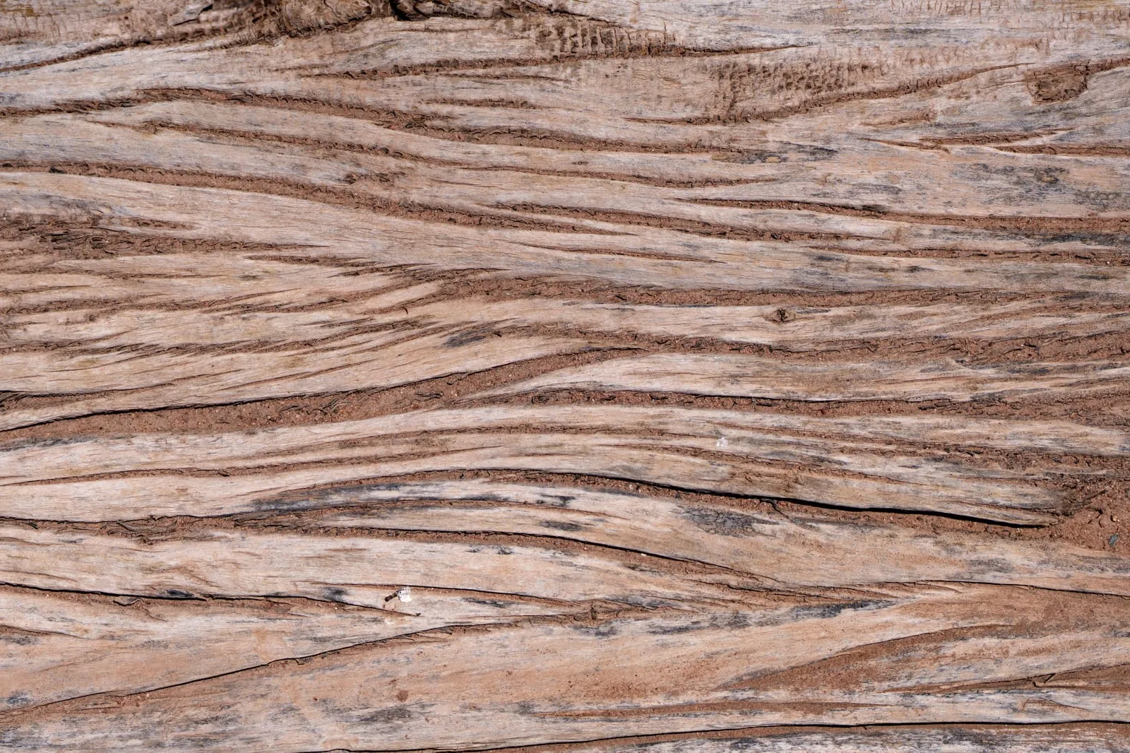 Wood Texture Desert West Texas