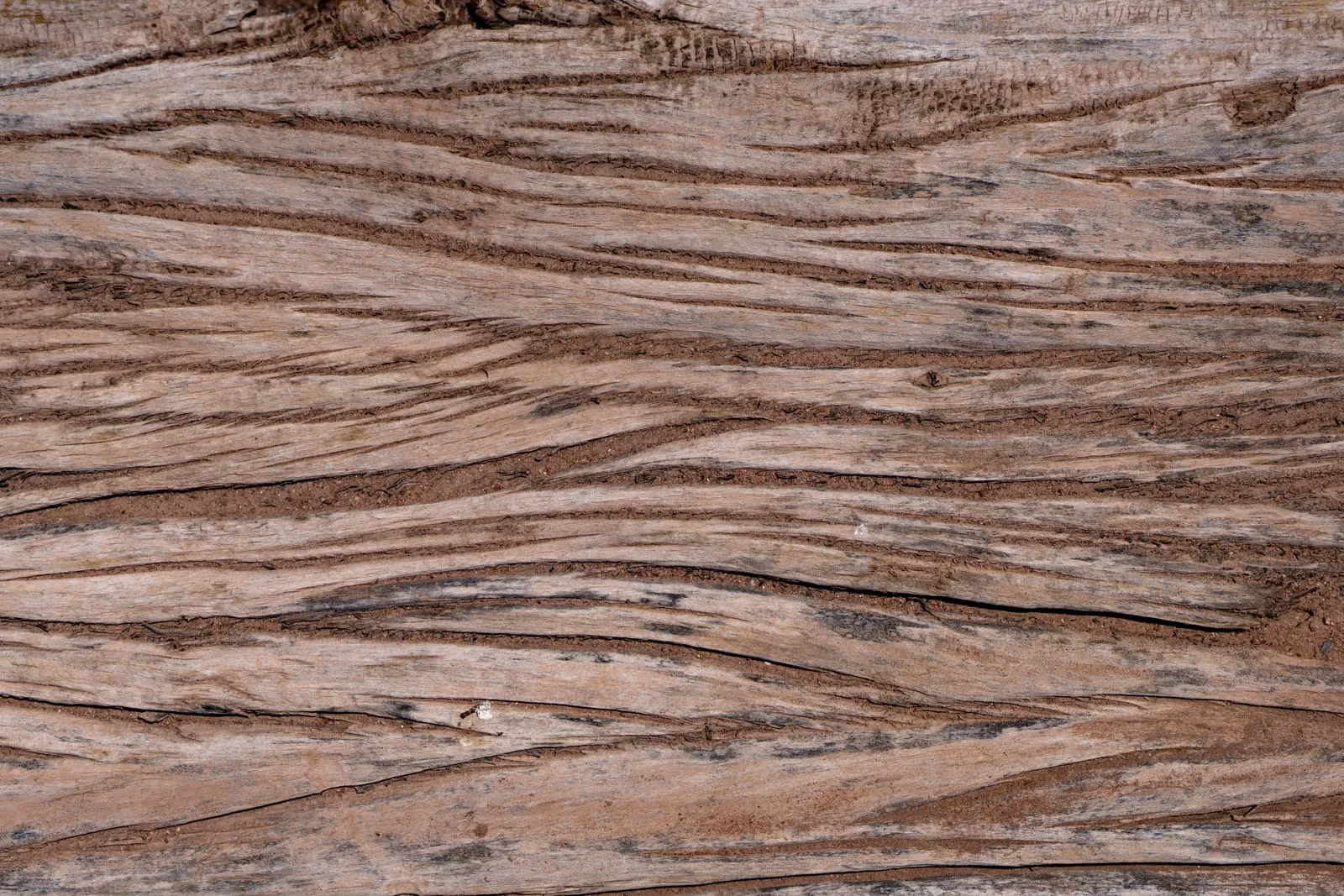 Wood Texture Desert West Texas